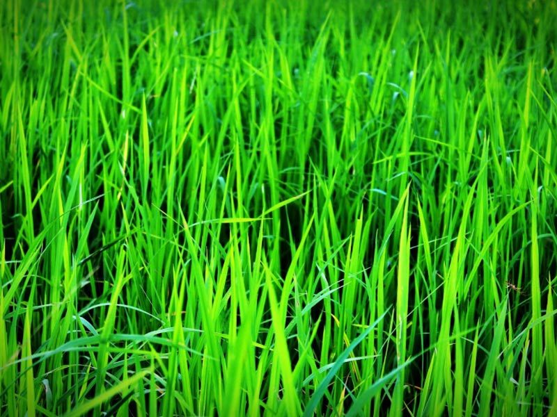 firstclasslawns.com-Understanding-Your-Lawn's-pH-Balance-&-The-Benefits-of-Liming